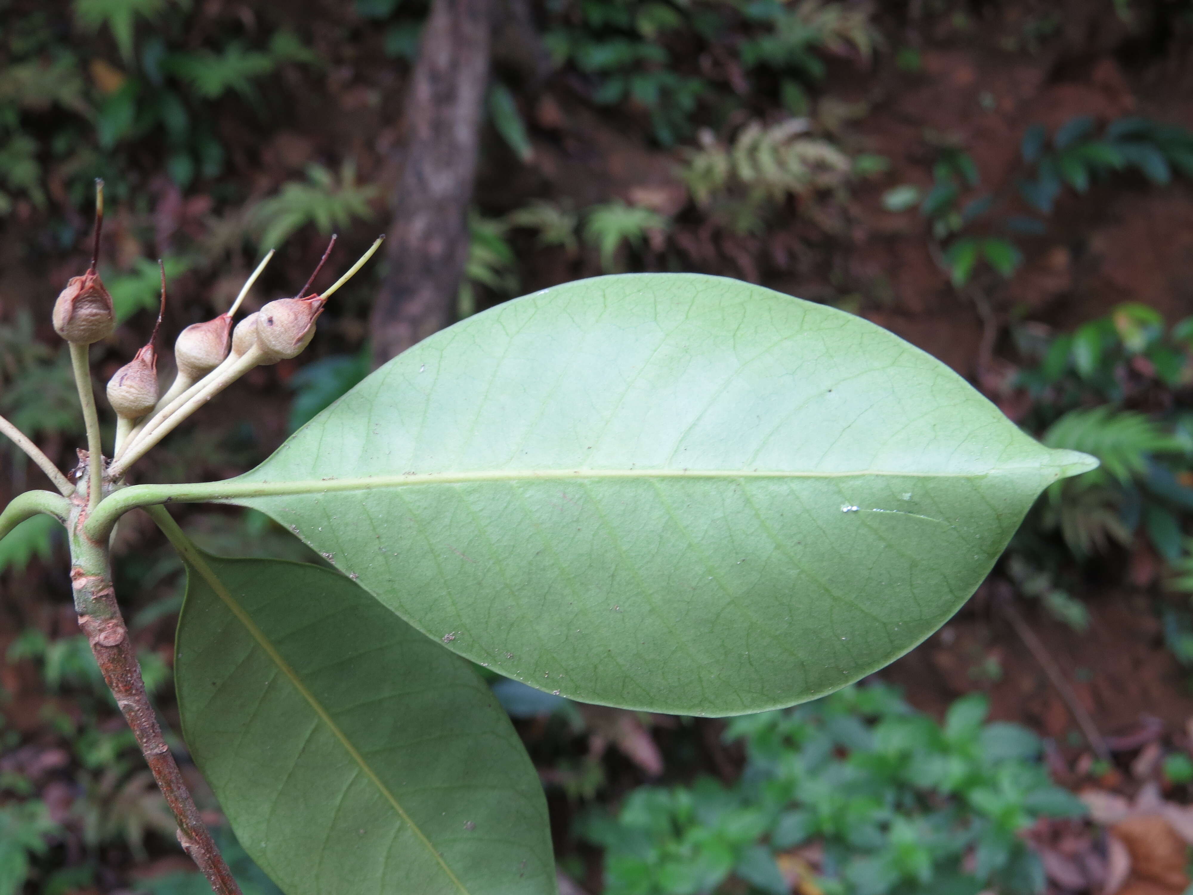 Palaquium ellipticum (Dalzell) Baill. resmi