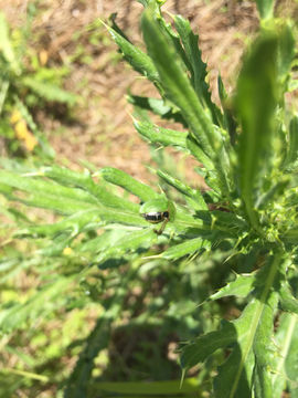 Image of thistle tortoise beetle