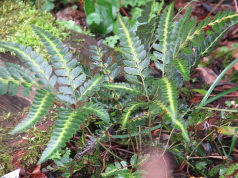 Image of simpler hollyfern