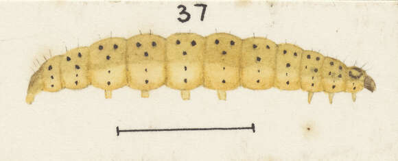 Image of Udea daiclesalis Walker 1859