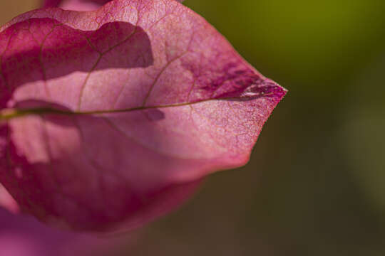 Слика од Bougainvillea