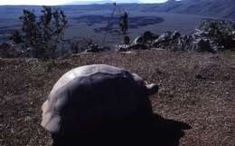 Image of Alcedo Volcano giant tortoise