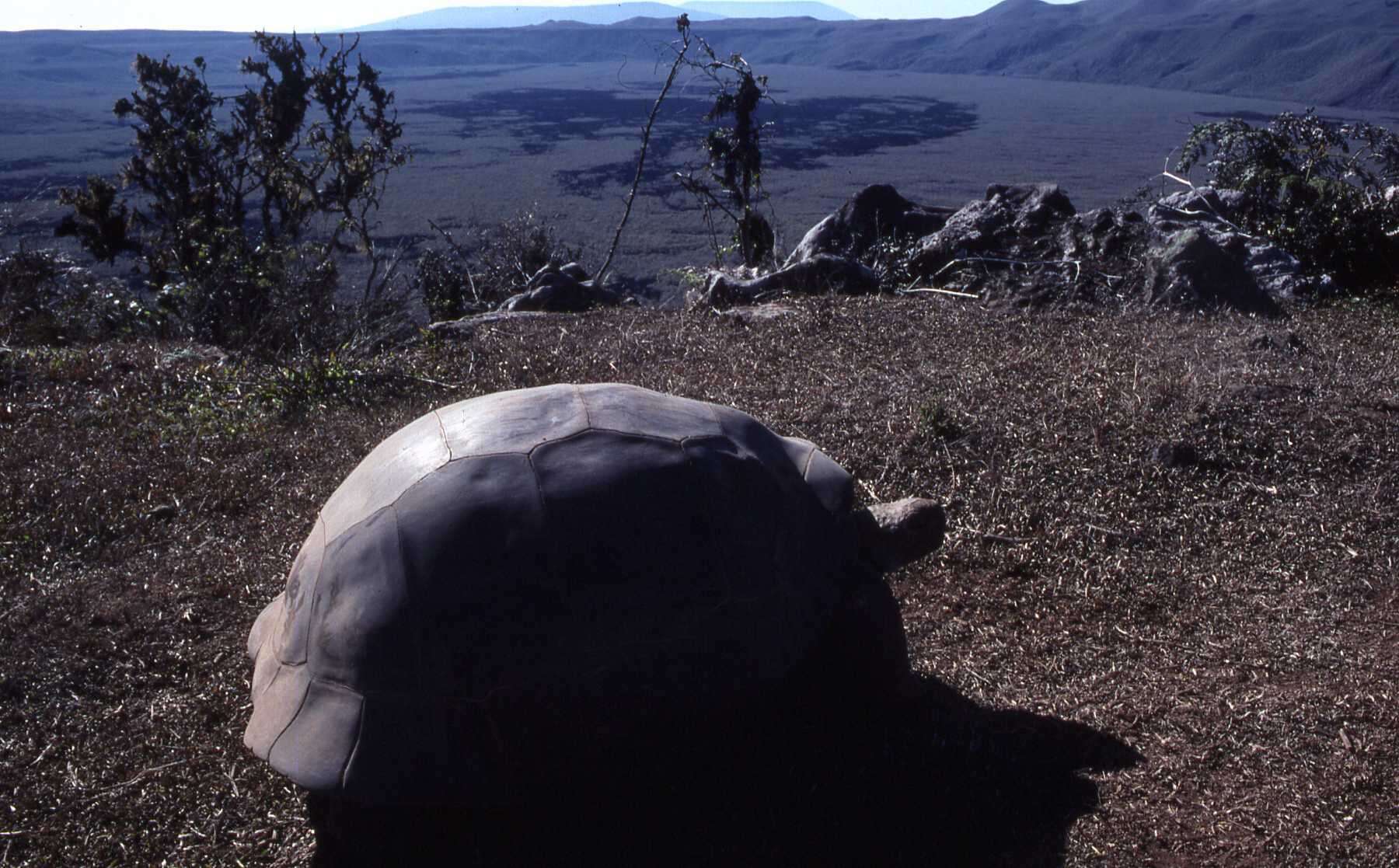 Image of Alcedo Volcano giant tortoise