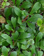 Image of Alpine bearberry