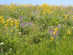 Sivun Helianthella uniflora (Nutt.) Torr. & A. Gray kuva