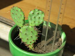 Image of Eastern Prickly Pear