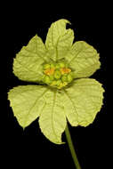 Plancia ëd Dalechampia capensis A. Spreng.