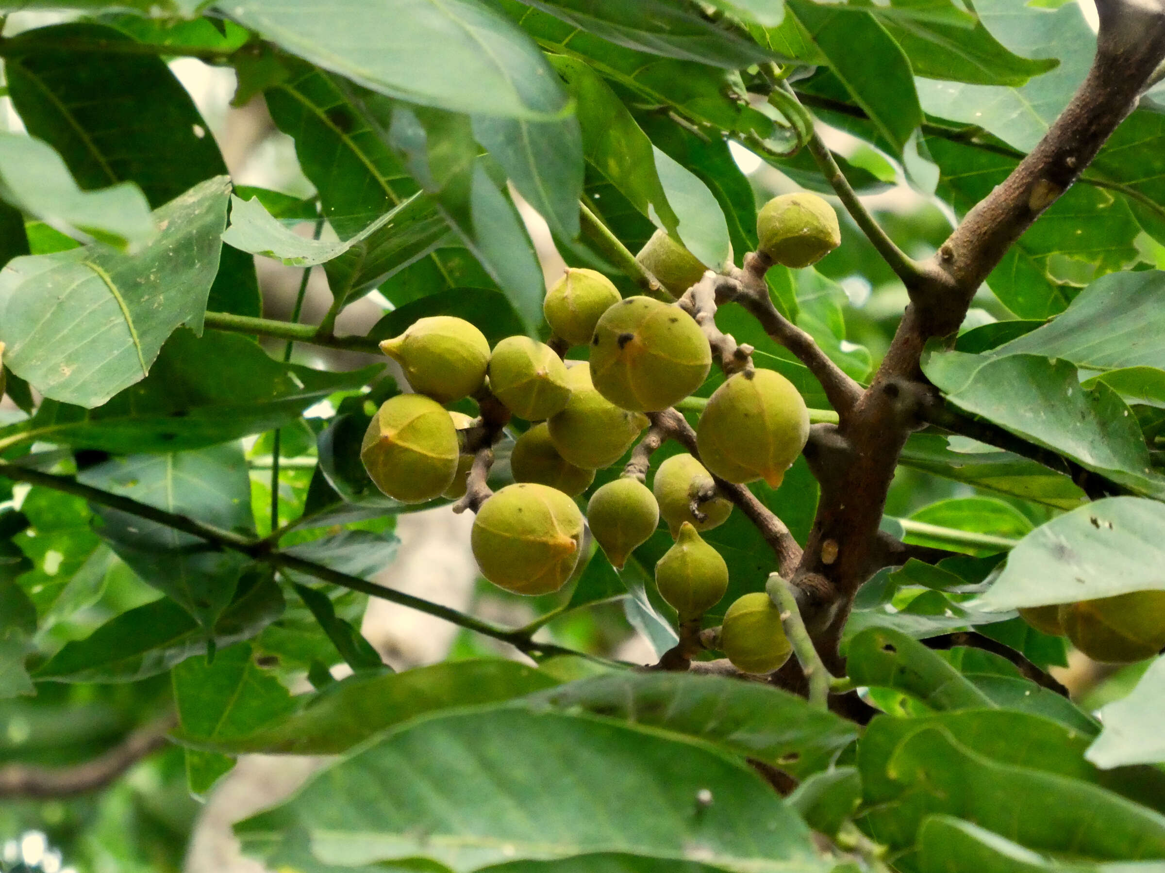 Image of Dysoxylum gaudichaudianum (Juss.) Miq.