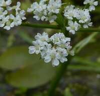 Imagem de Oenanthe fluviatilis (Bab.) Coleman