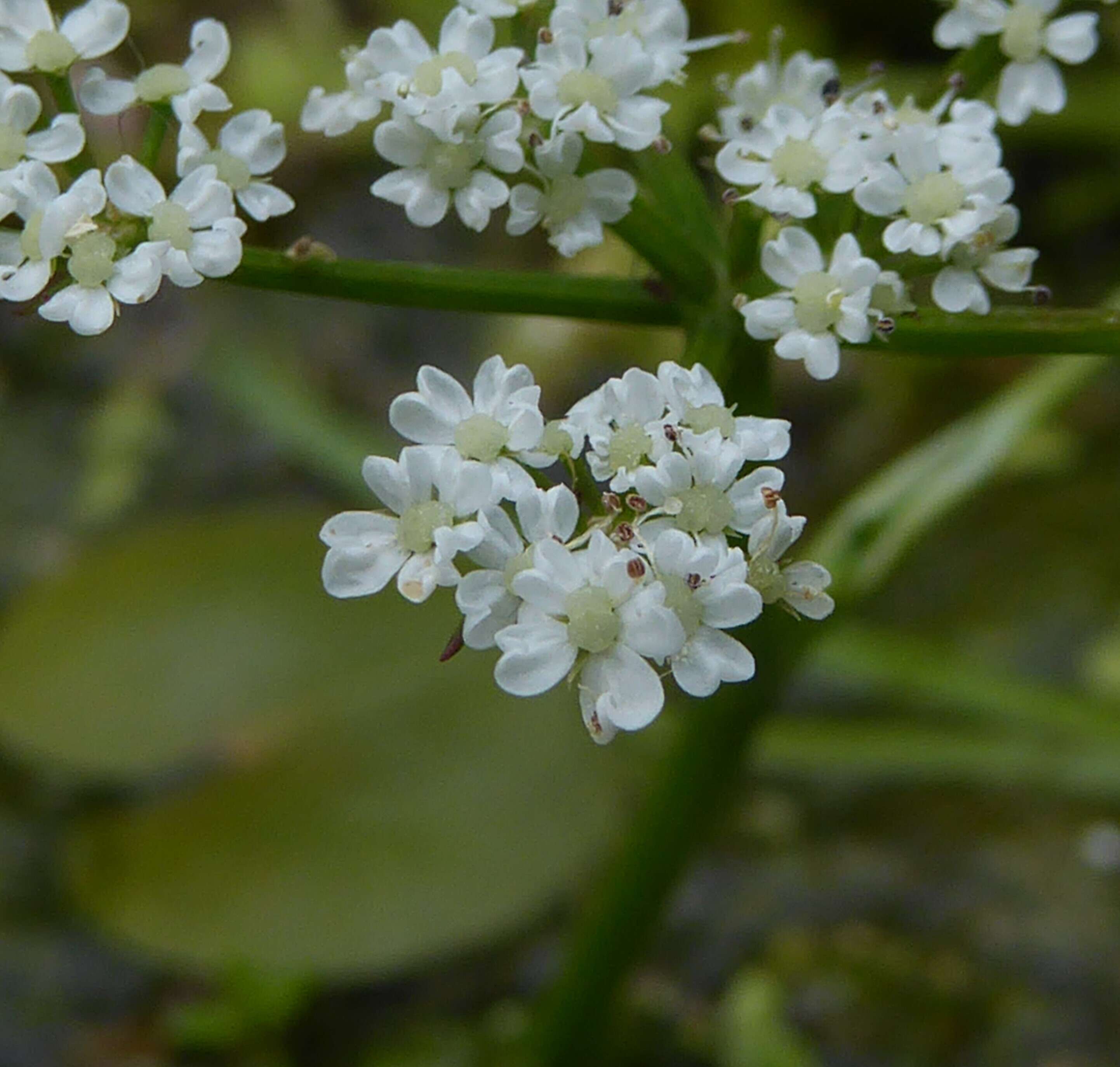 Image of River Water-dropwort