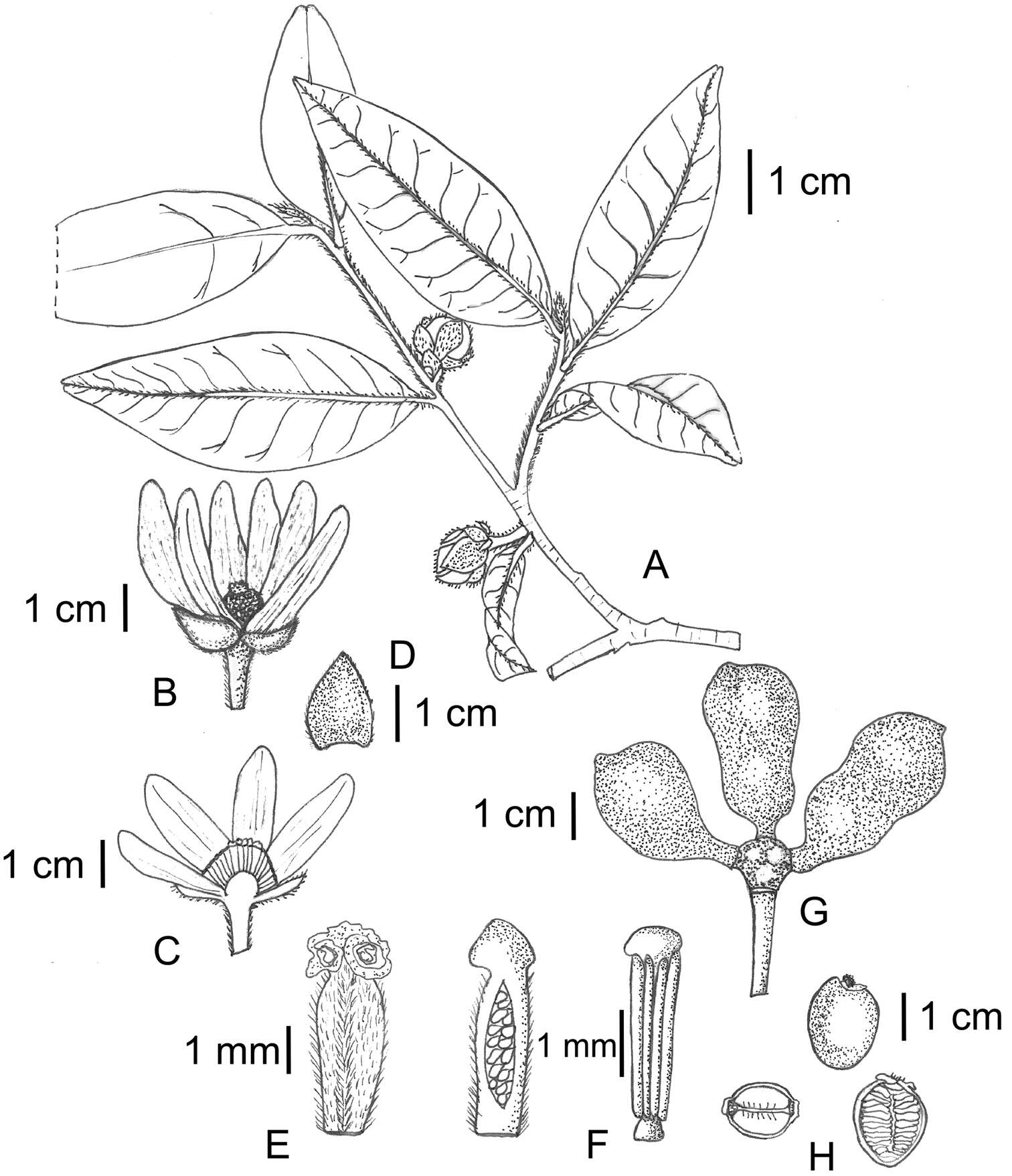 Image of Uvariastrum