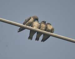 Image of Ashy Wood Swallow