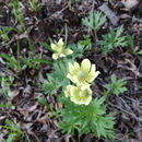 Image of <i>Anemone narcissiflora zephyra</i>