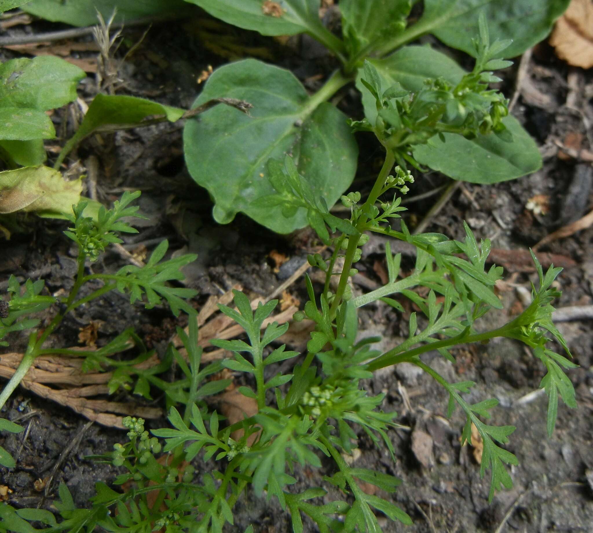 Image of Lesser swine-cress