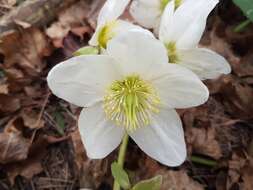 Image of black hellebore