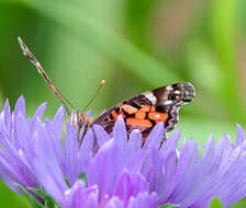 Image of Stokesia