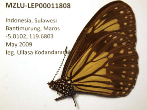 Image of Manado Yellow Tiger