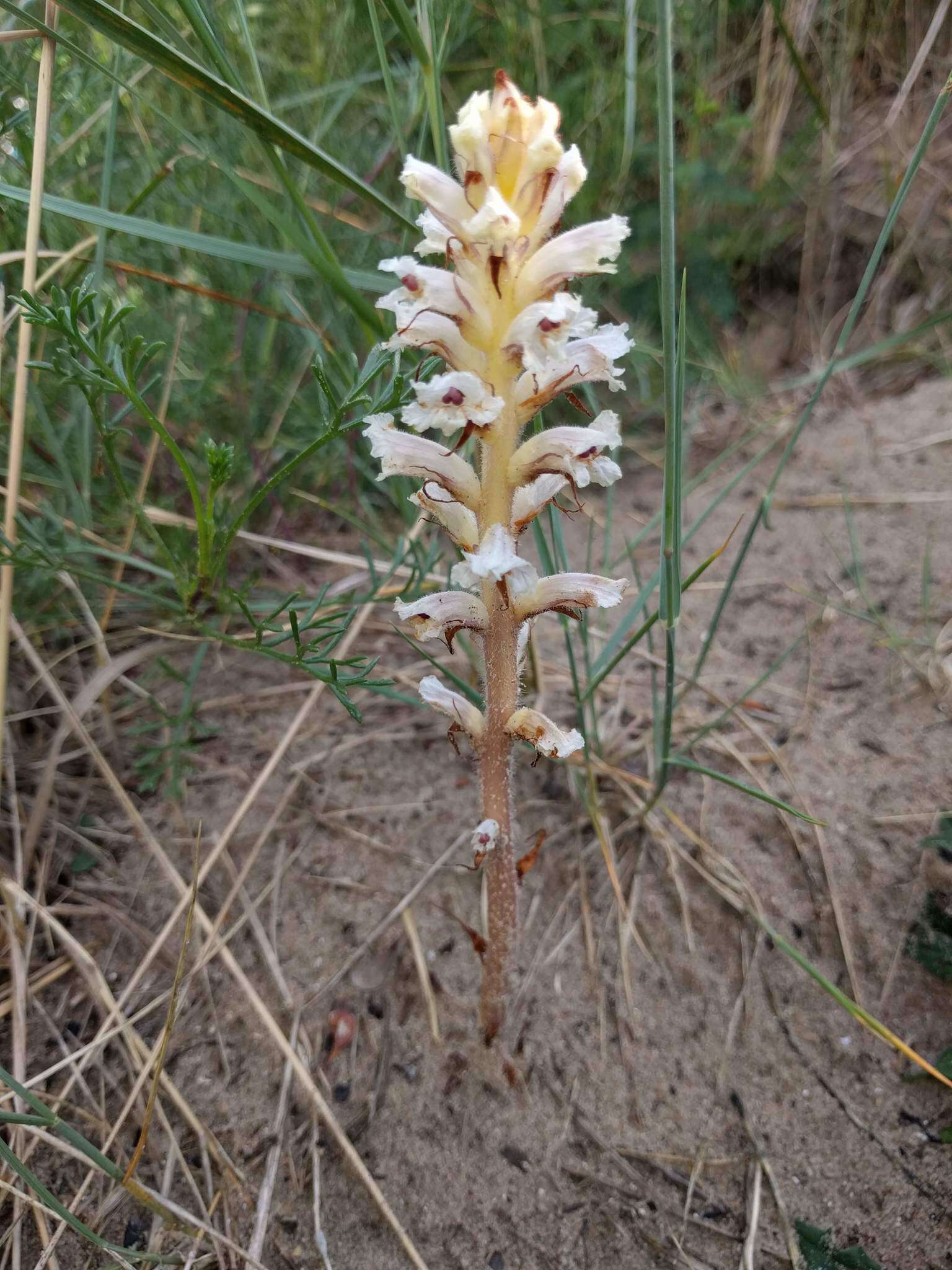 Image of oxtongue broomrape