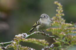 Image of Golden-crowned Kinglet