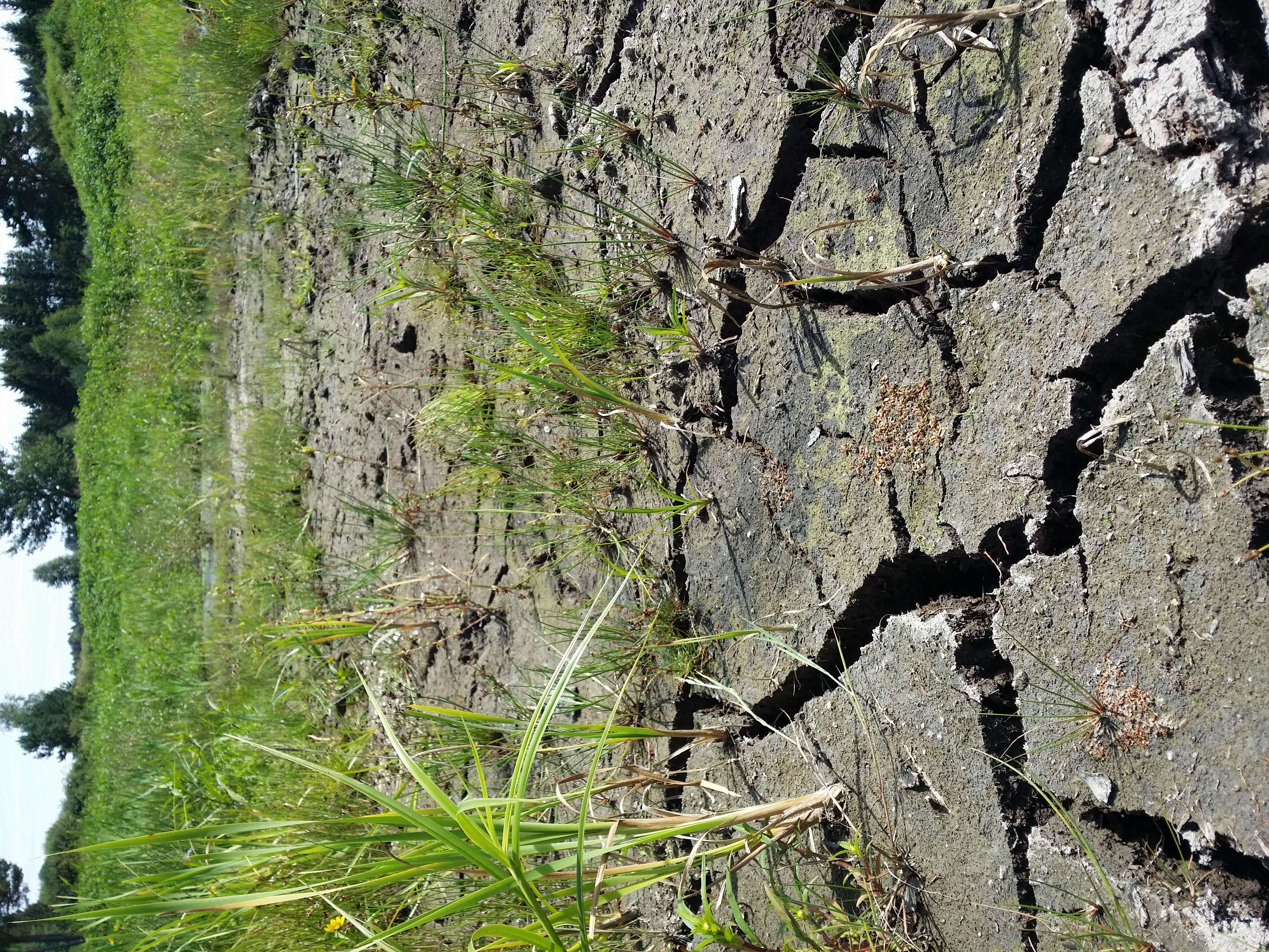 Image of Mudwort