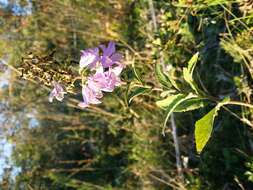 Imagem de Campanula bononiensis L.