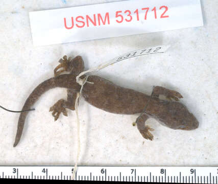 Lepidodactylus Fitzinger 1843 resmi