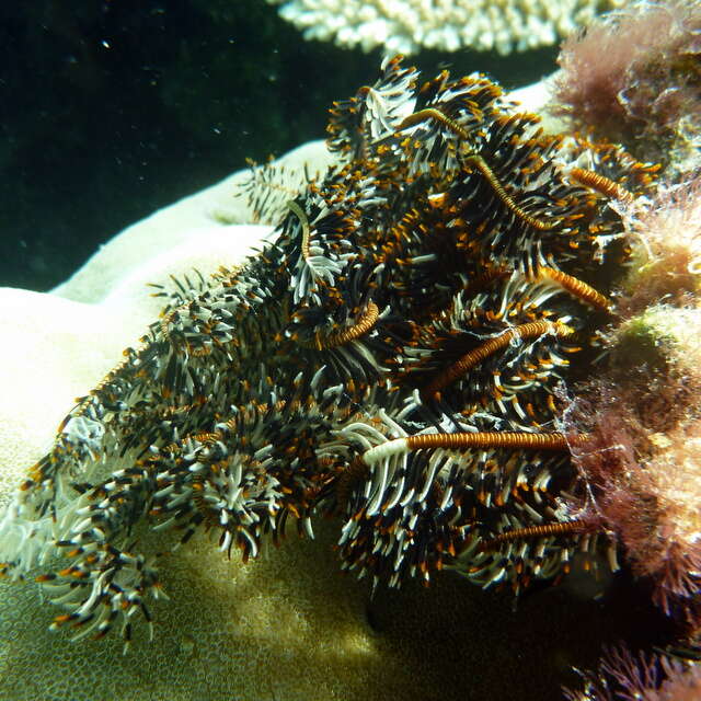 Image of Noble Feather Star