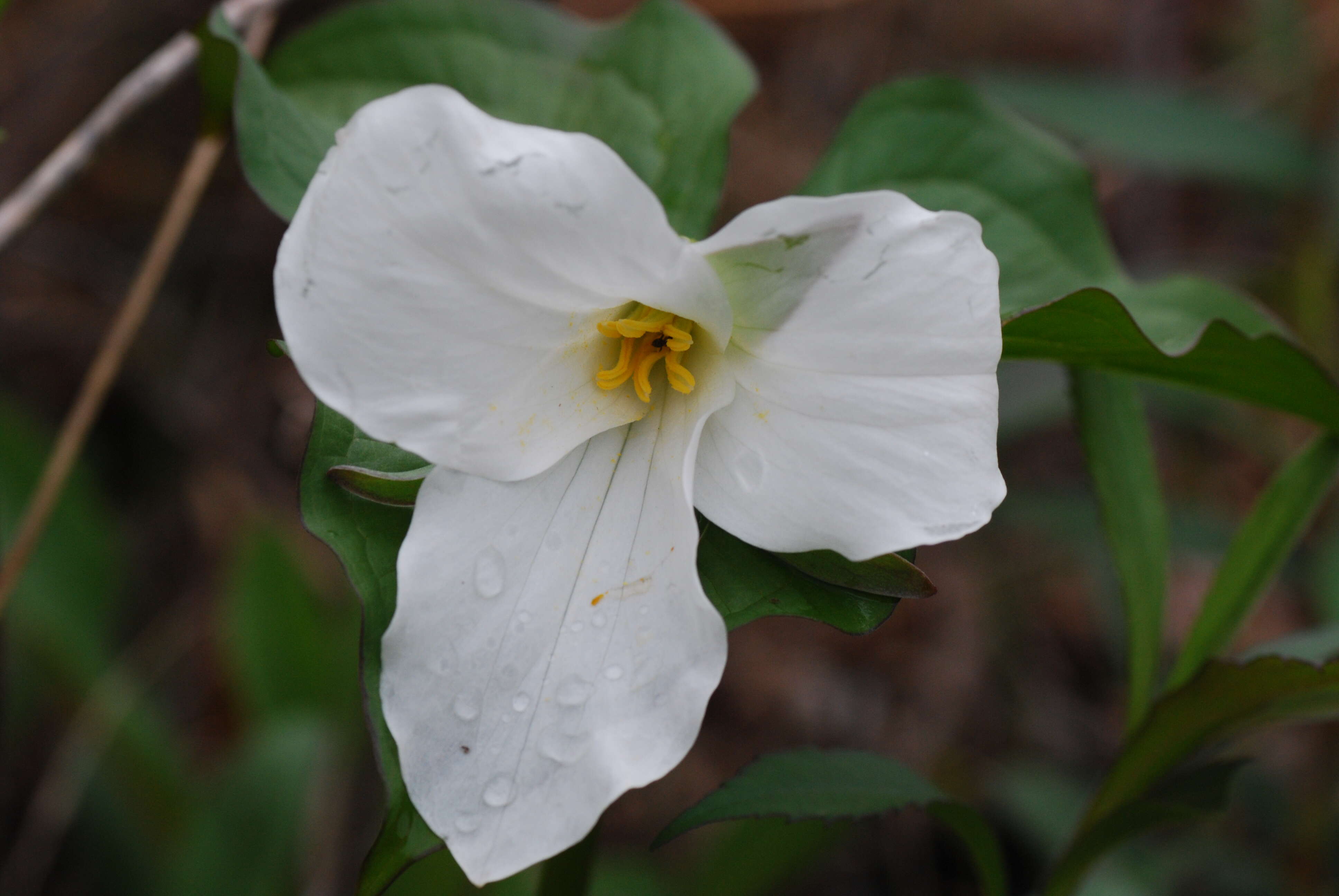 Image of White trillium