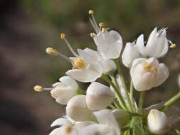 Image of Lady's leek