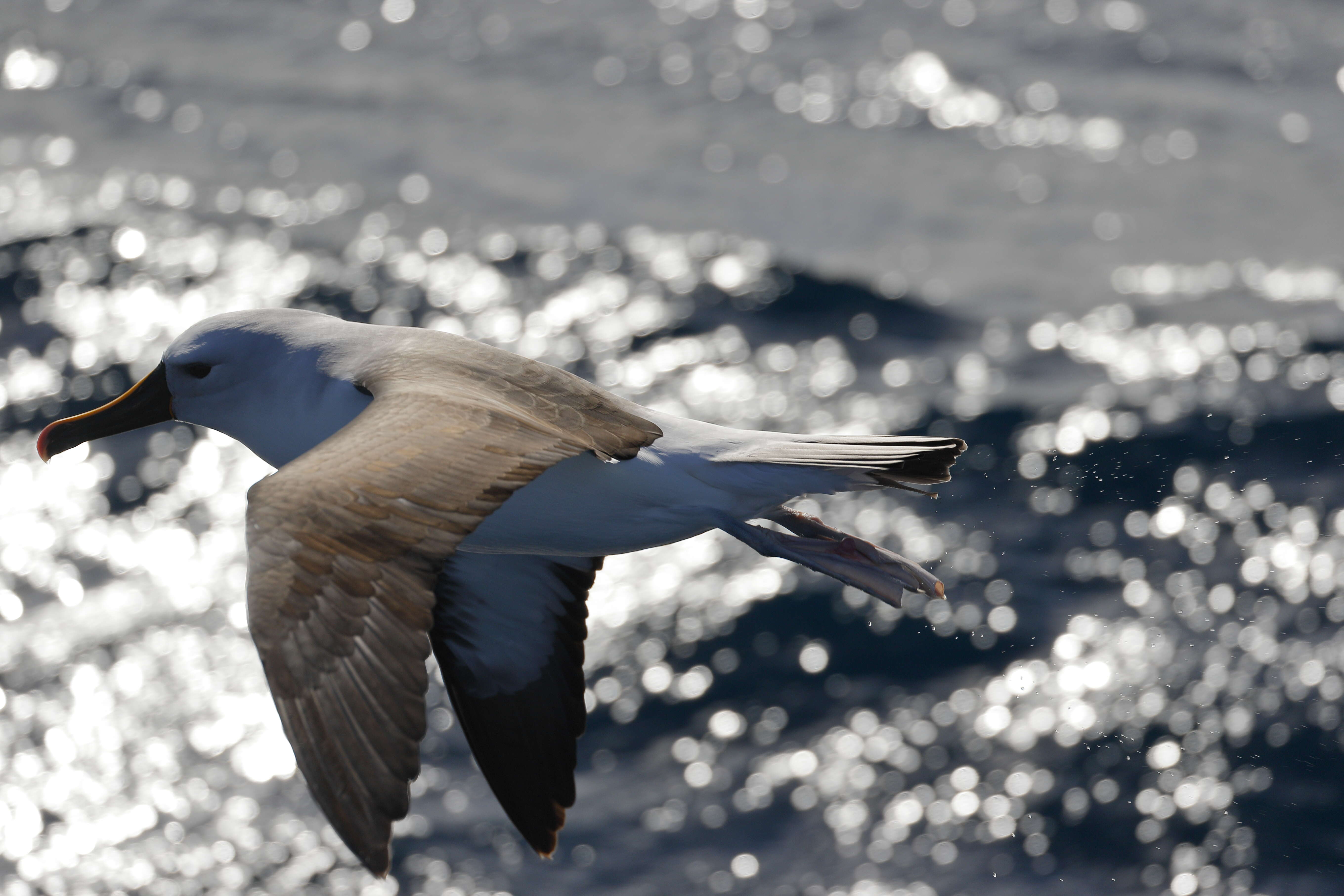 Image de Albatros de Carter