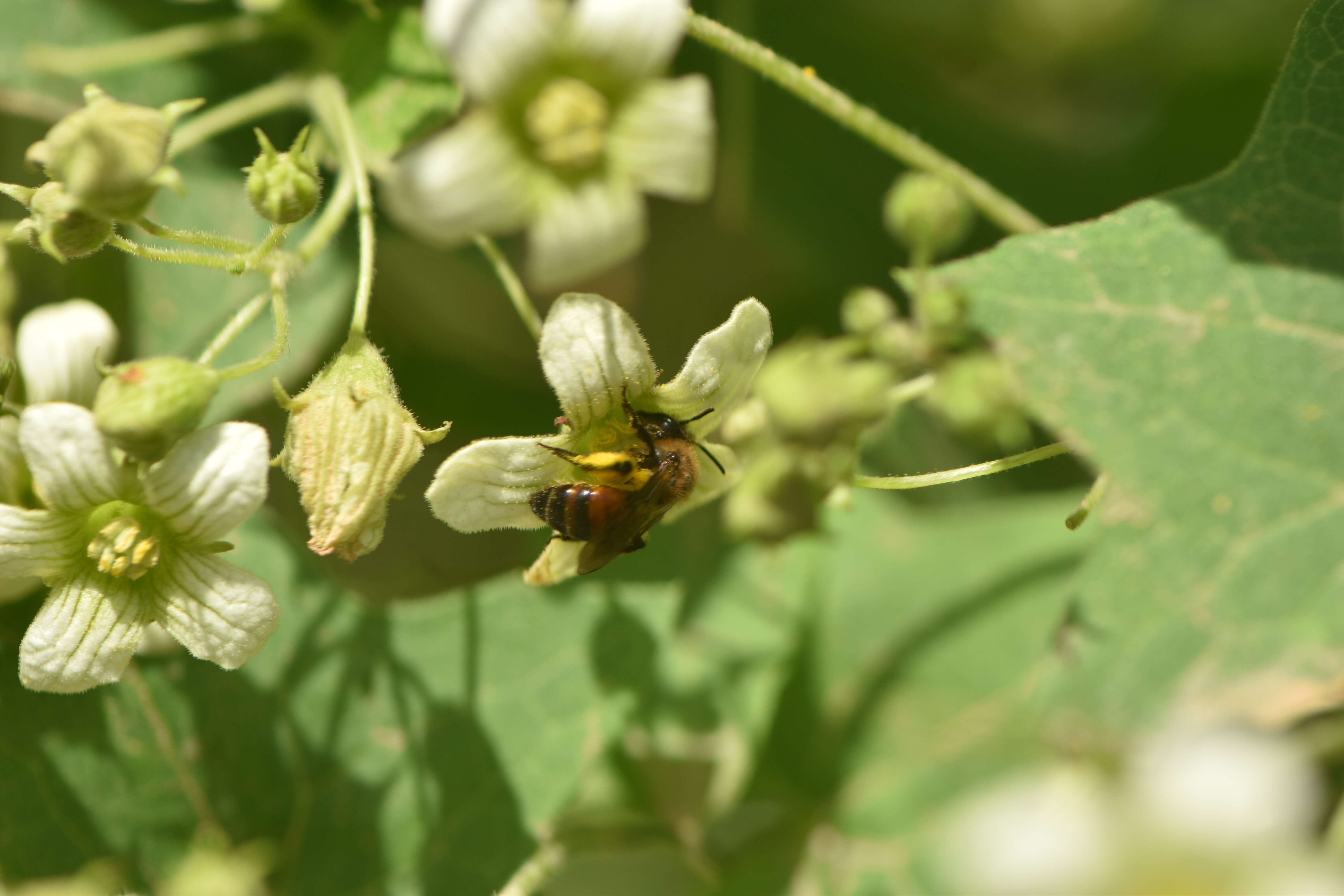 Image of bryony