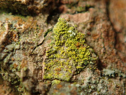 Image of eggyolk lichen