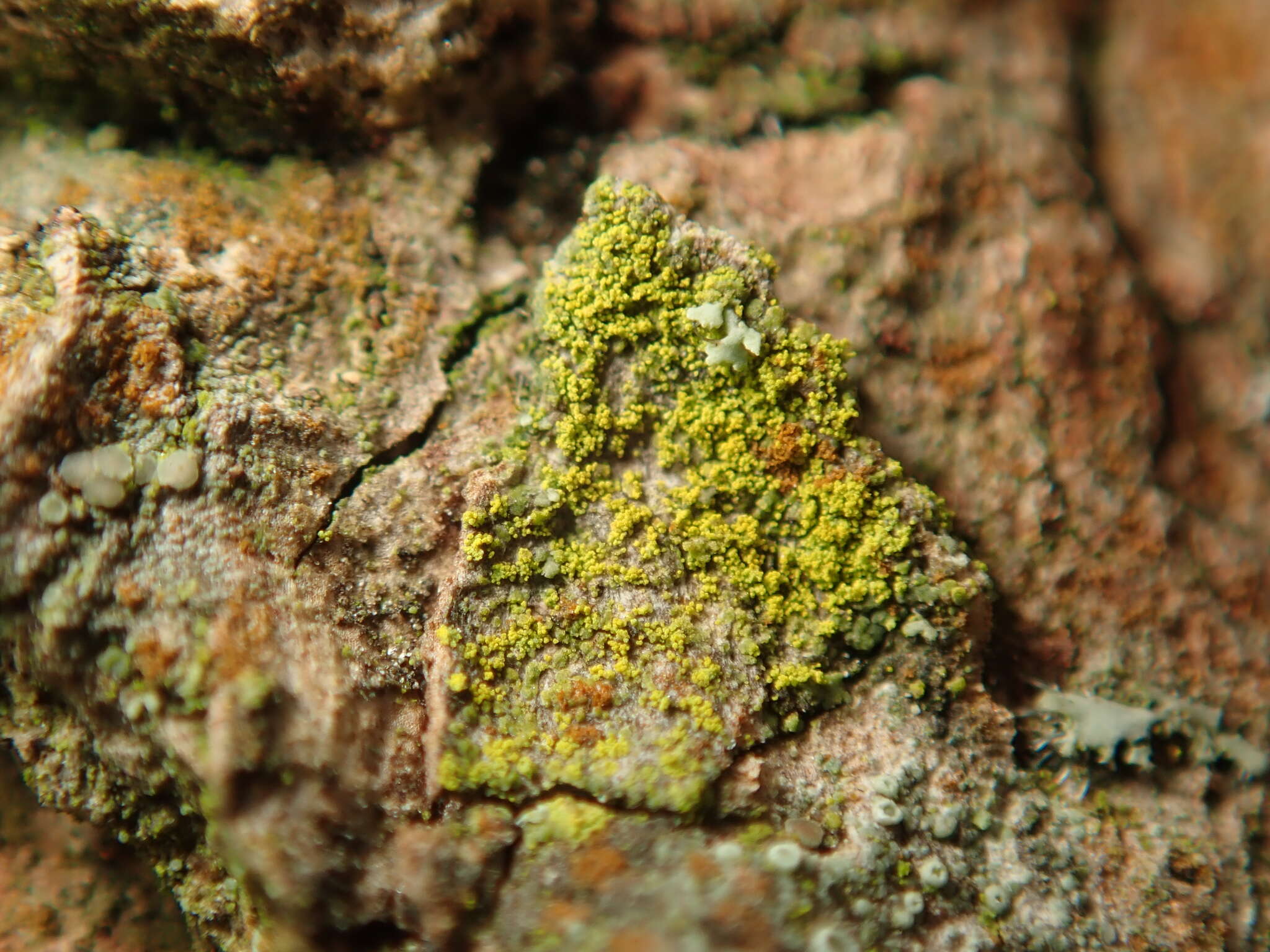 Image of eggyolk lichen