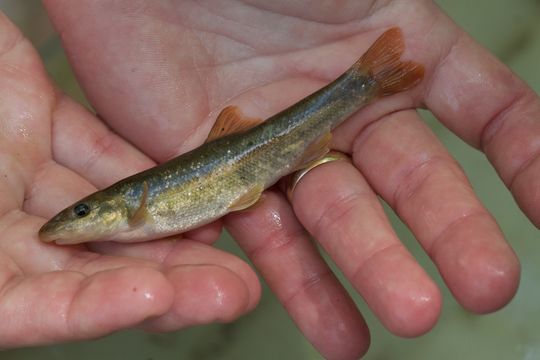 Image of Longnose Dace