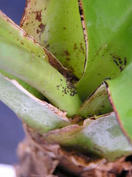 Image of Banana aphid