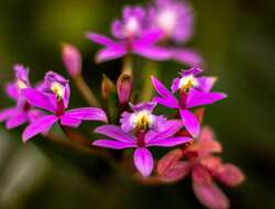 Image of Lopsided star orchid