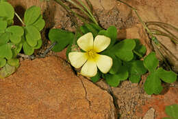 Image of Oxalis obtusa Jacq.