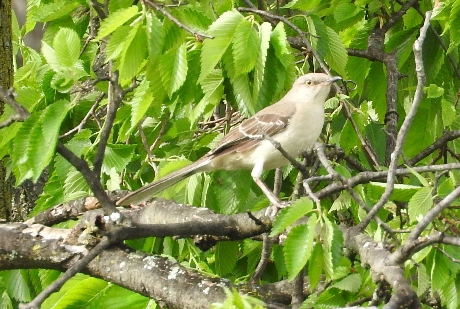 Image of Mimus polyglottos (Linnaeus 1758)