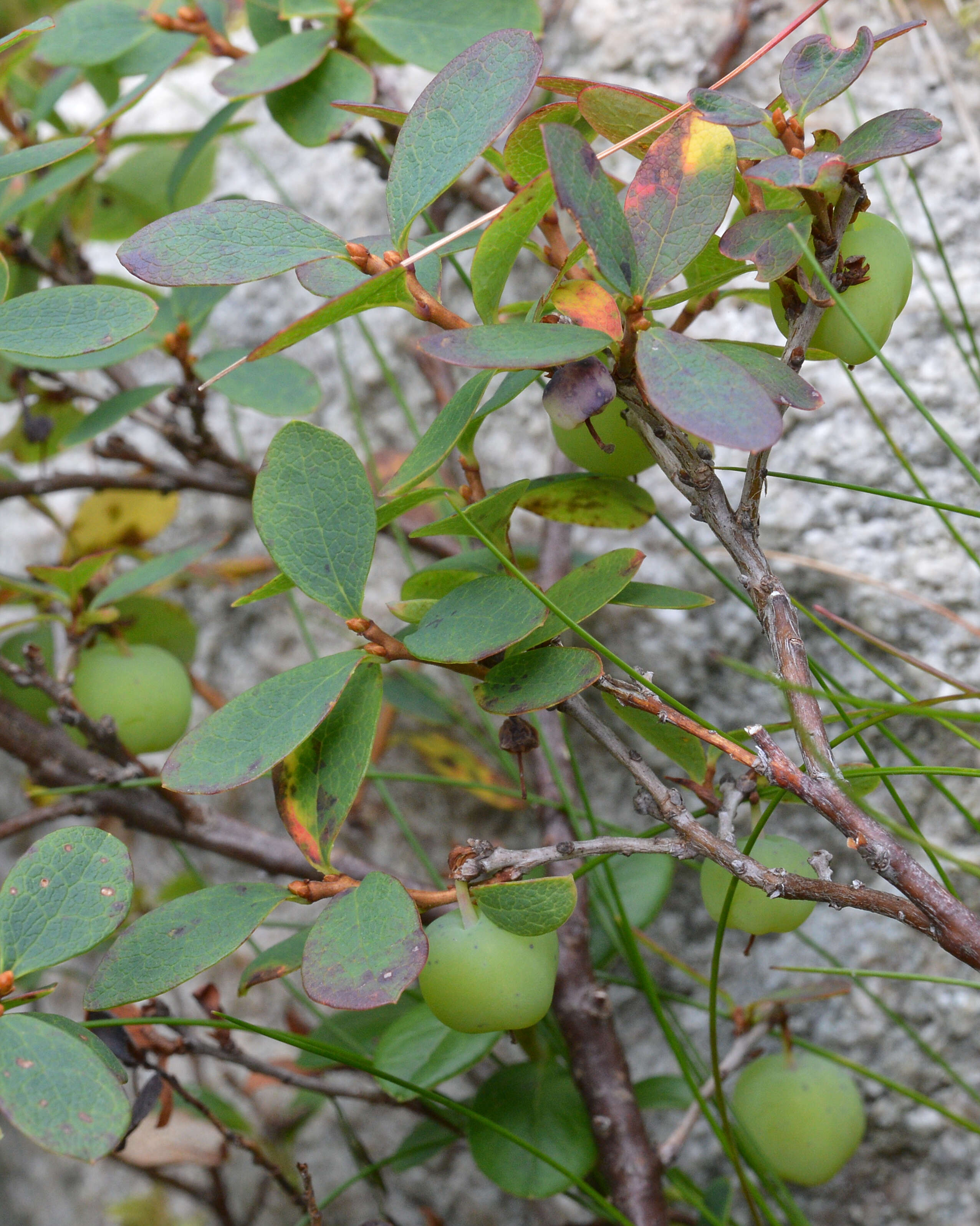 Image of alpine bilberry