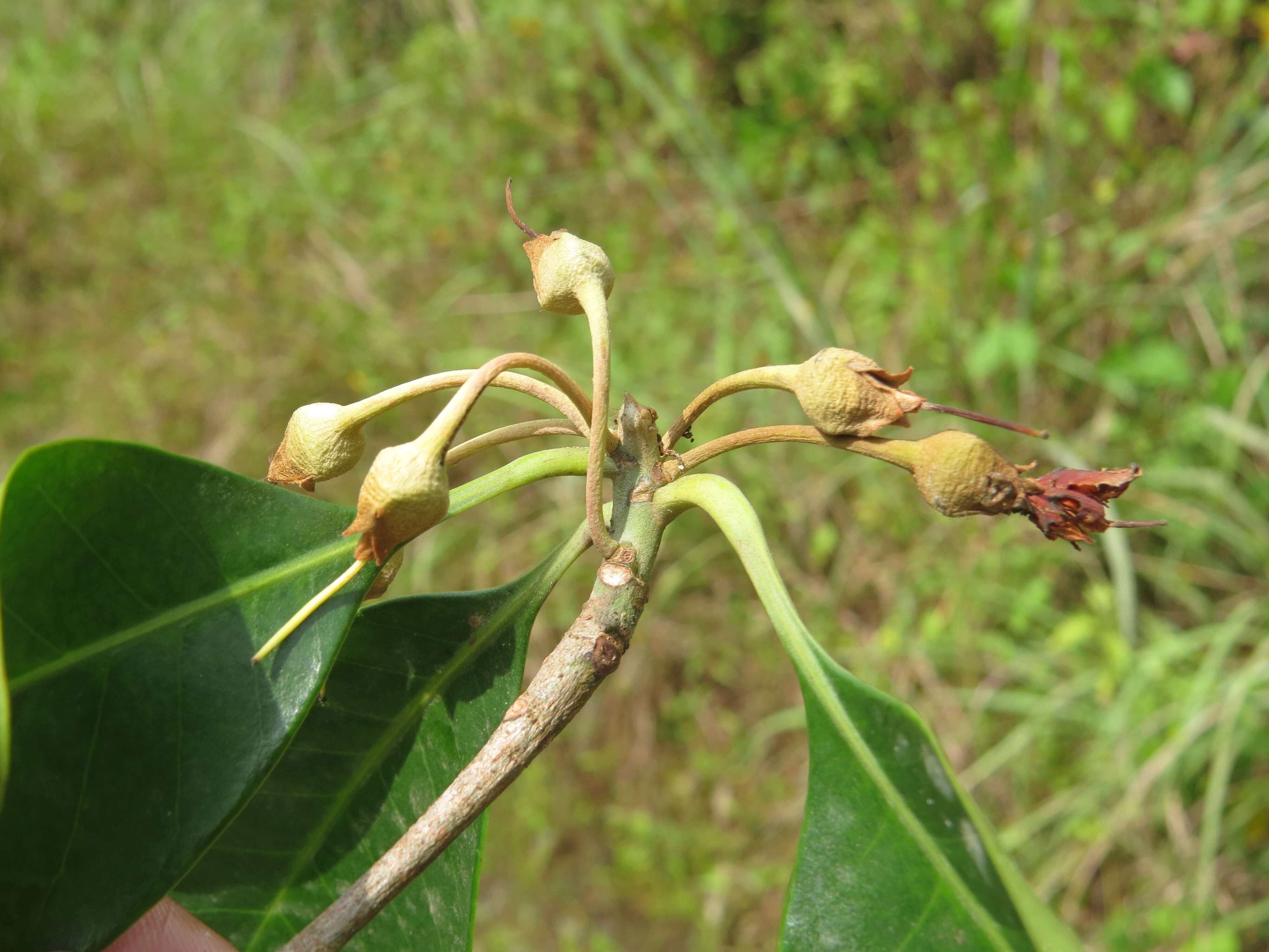 Imagem de Palaquium ellipticum (Dalzell) Baill.