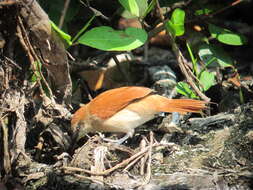 Image of Yellow-chinned Spinetail