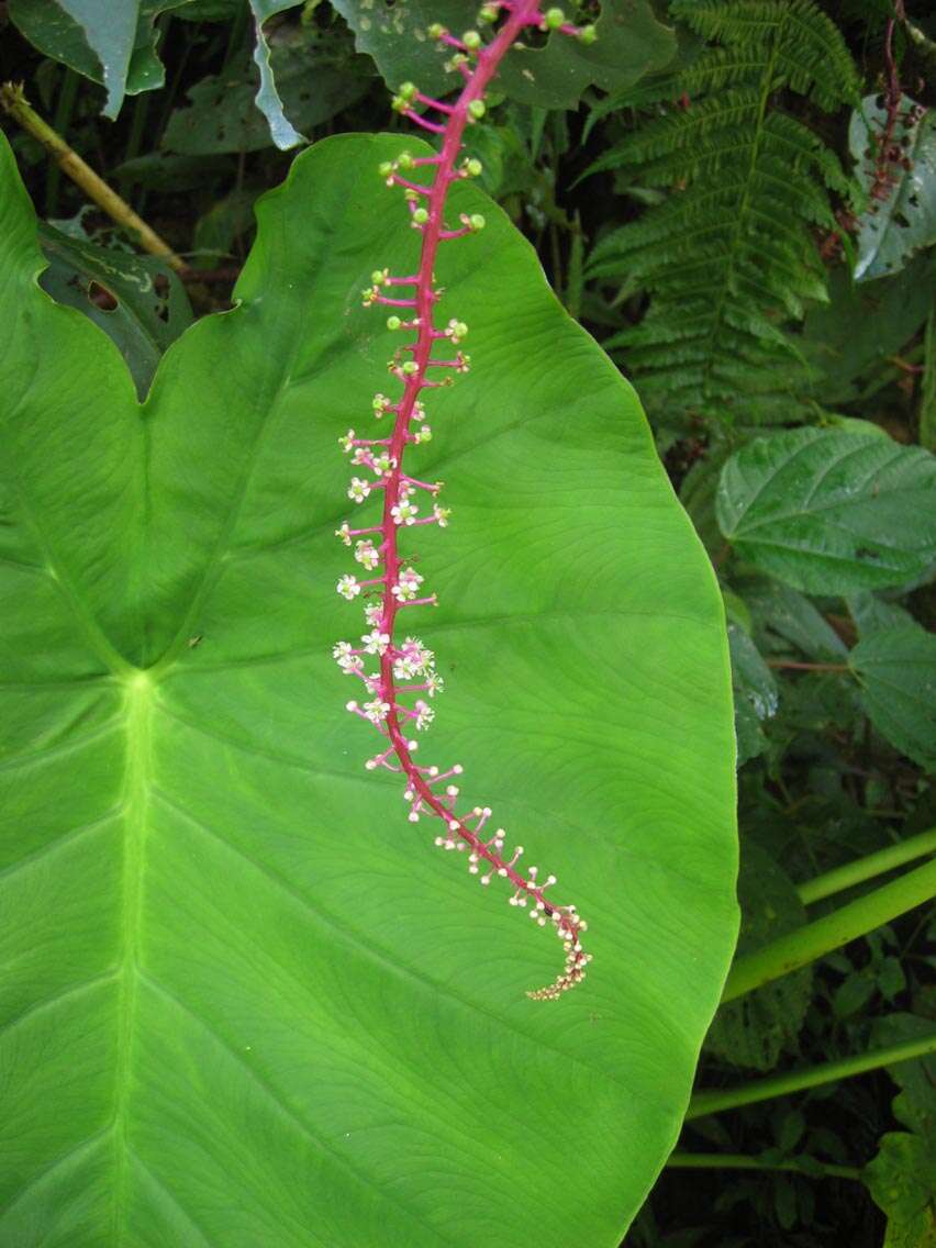 Image of Venezuelan pokeweed