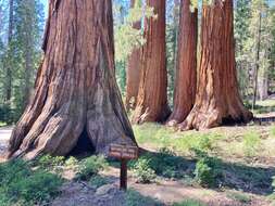 Image of giant sequoia