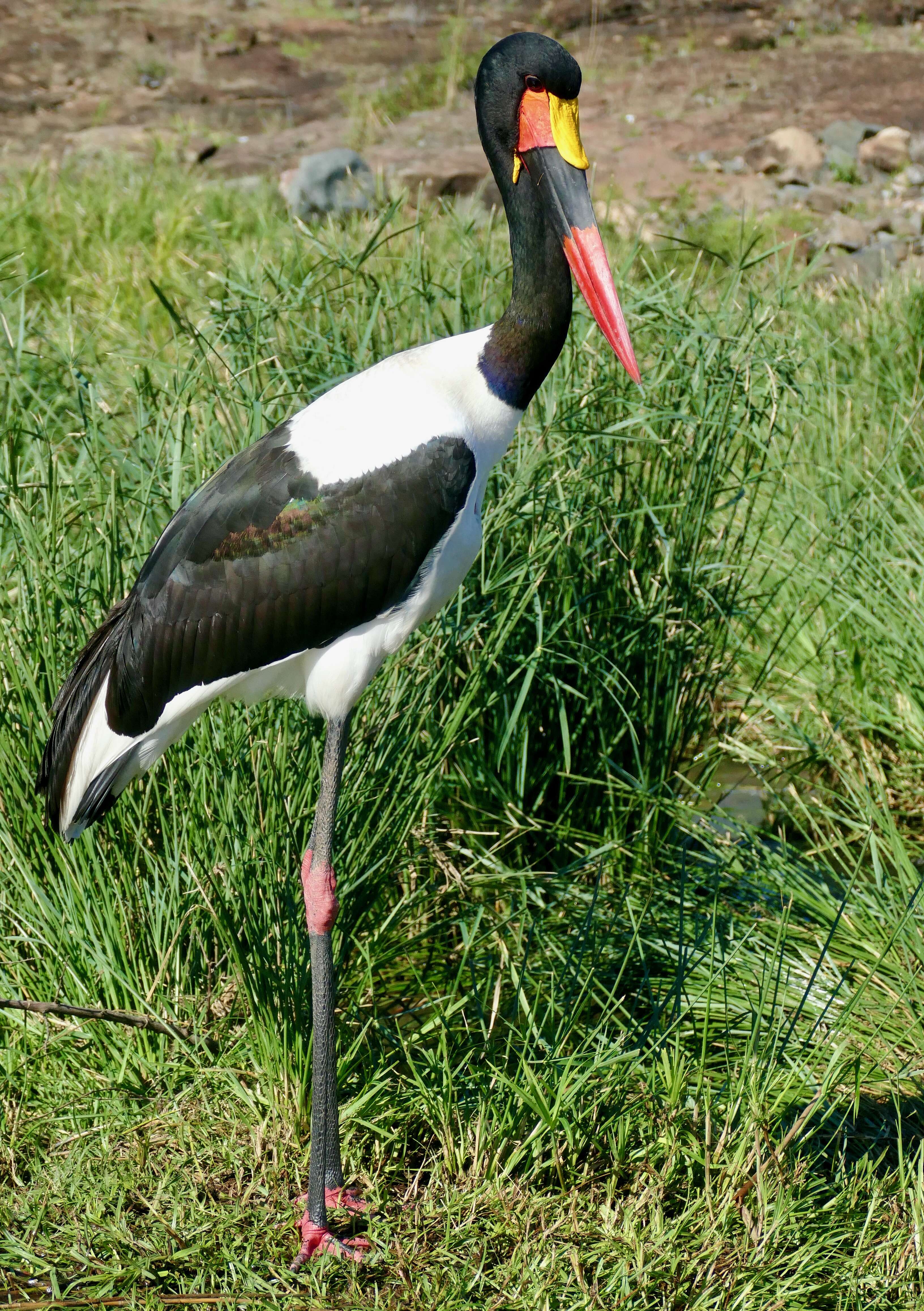 Image of Saddle-billed Stork