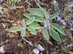 Image of Hieracium caesium (R. E. Fr.) R. E. Fr.