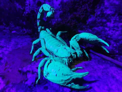 Image of Asian forest scorpion