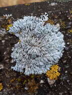 Image of Blue-gray rosette lichen