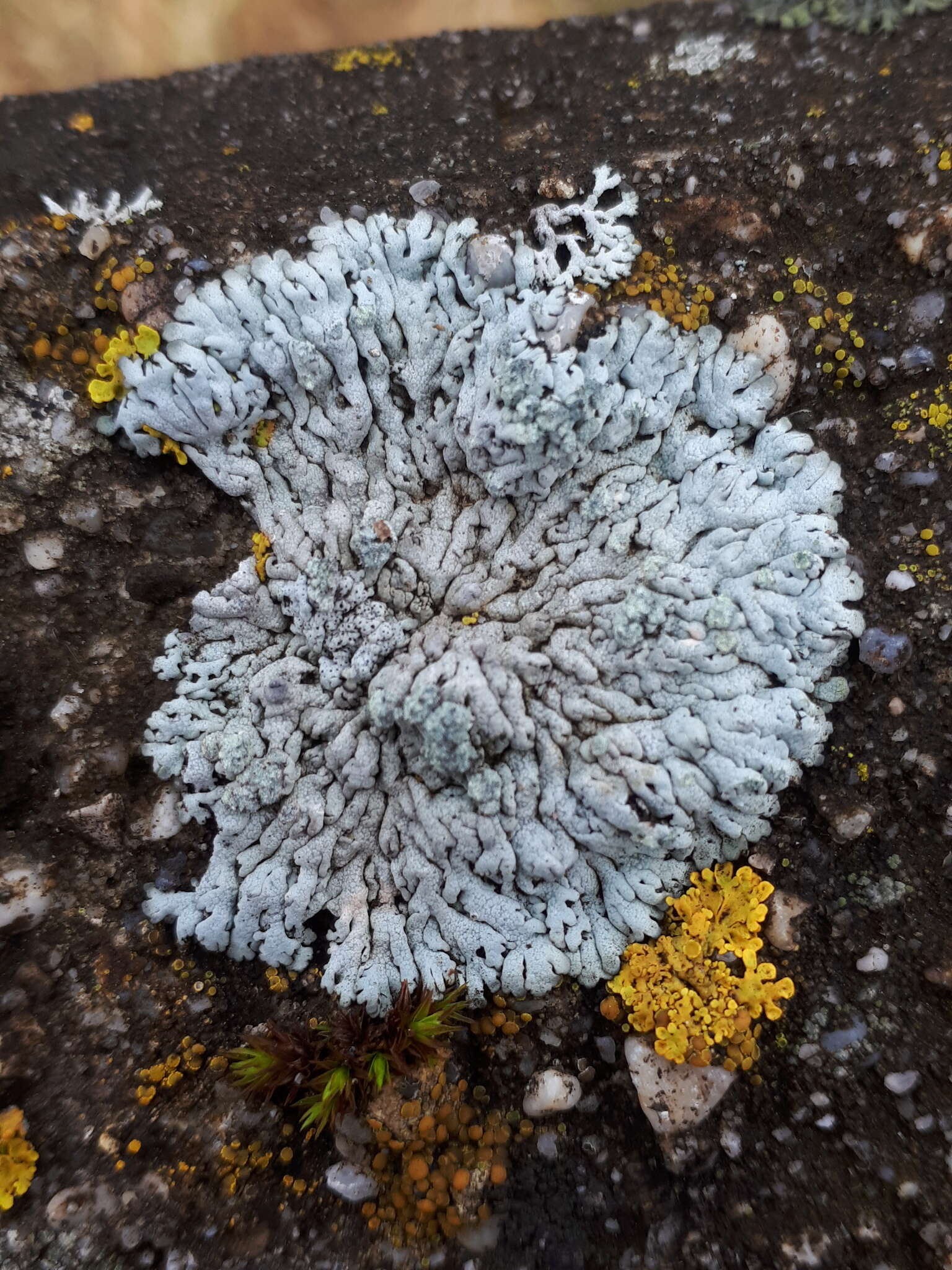 Image of Blue-gray rosette lichen