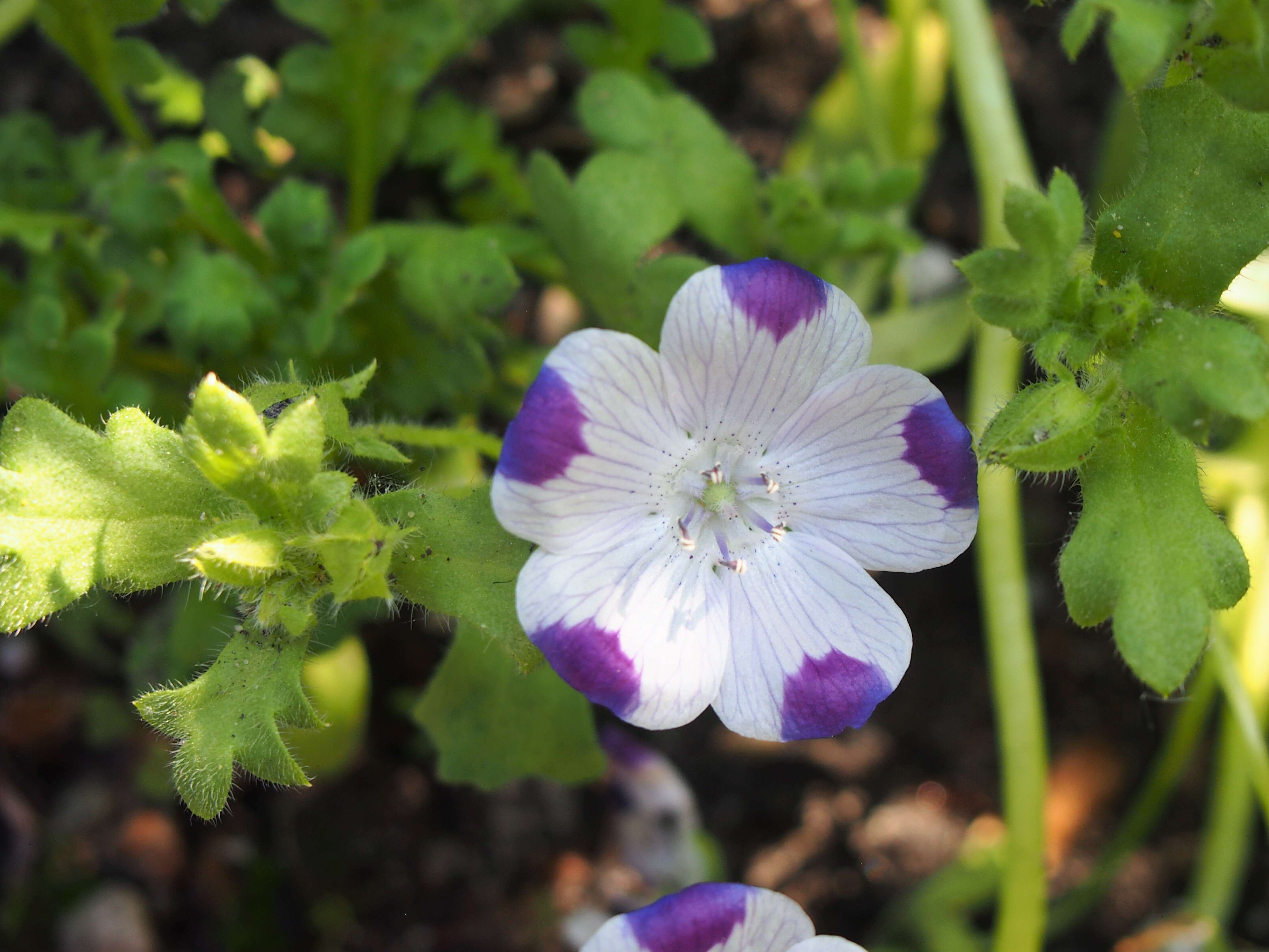 Imagem de Nemophila maculata Benth. ex Lindl.