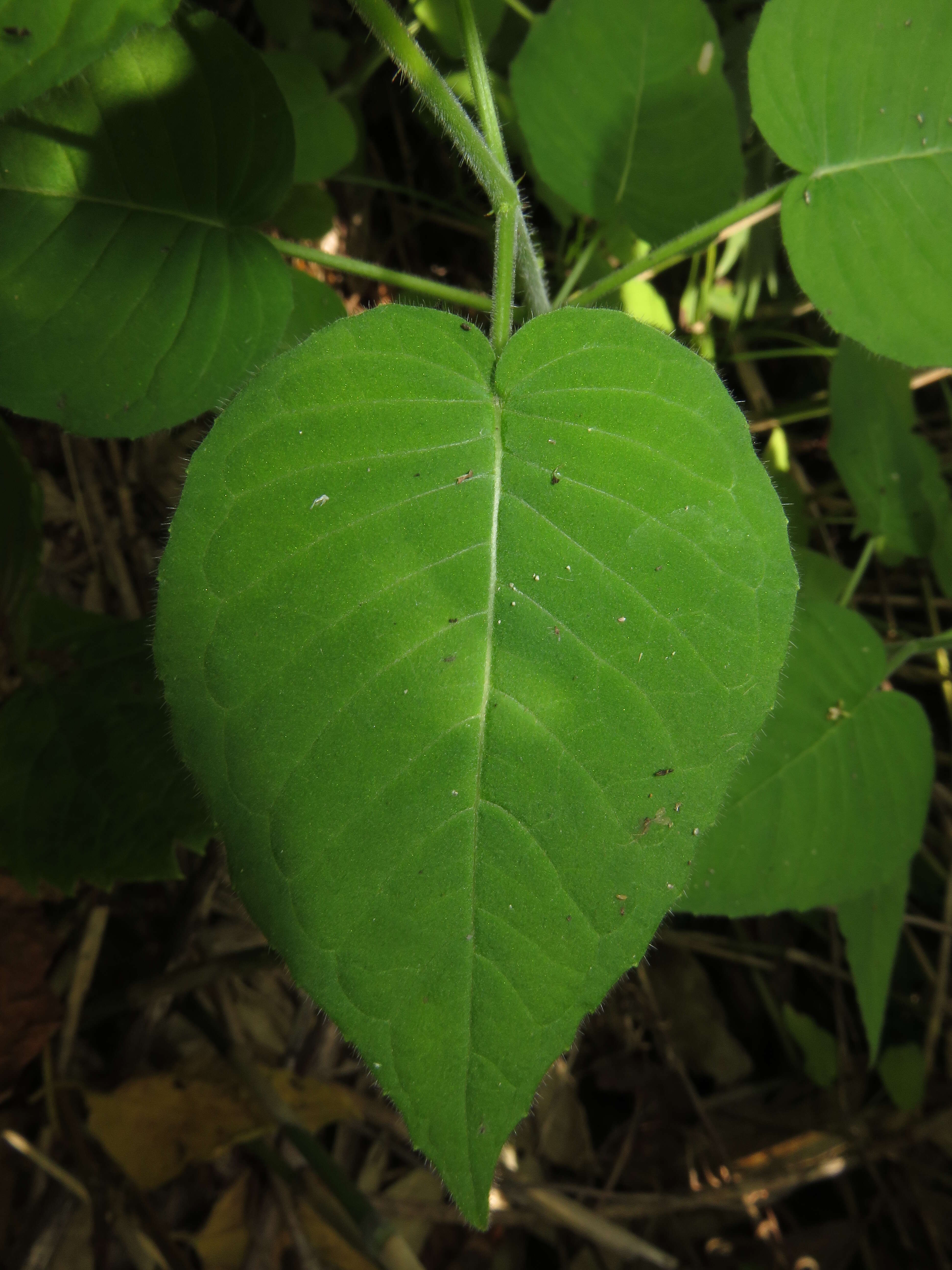 Image of Circaea cordata Royle